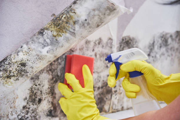 Best Emergency Mold Remediation  in Newburyport, MA